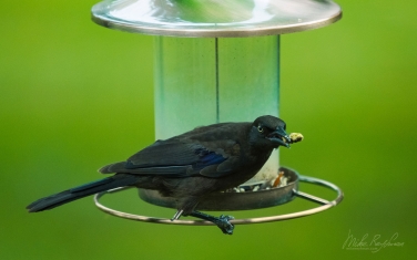 Common-Grackle-(Quiscalus-quiscula)