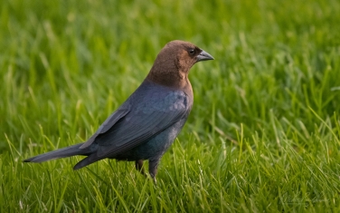 Brown-Headed-Cowbird-(Molothrus-ater)-Male