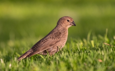 Brown-Headed-Cowbird-(Molothrus-ater)-female