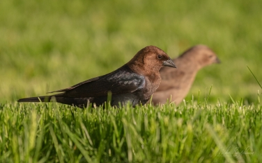 Brown-Headed-Cowbirds-(Molothrus-ater)