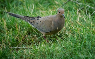 Mourning-Dove-(Zenaida-macroura)