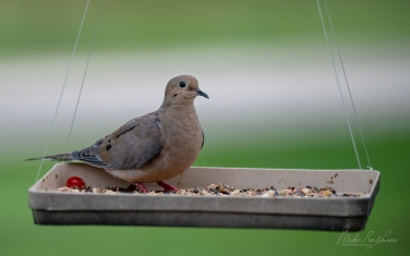 Mourning-Dove-(Zenaida-macroura)