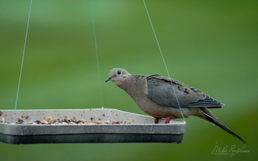 Mourning-Dove-(Zenaida-macroura)