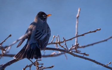 American-Robin-(Turdus-migratorius)