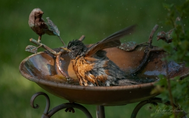American-Robin-(Turdus-migratorius)