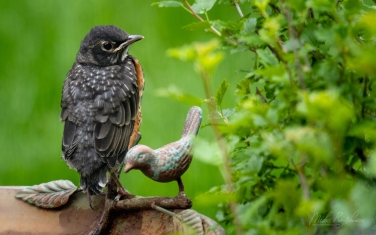 American-Robin-(Turdus-migratorius)-juvenile