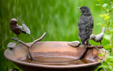 American-Robin-(Turdus-migratorius)-juvenile