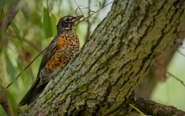American-Robin-(Turdus-migratorius)-juvenile