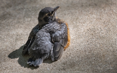 American-Robin-(Turdus-migratorius)-juvenile