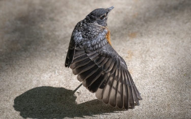 American-Robin-(Turdus-migratorius)-juvenile