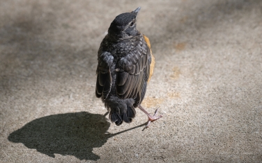 American-Robin-(Turdus-migratorius)-juvenile