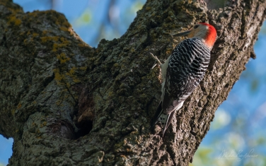 Red-Bellied-Woodpecker-(Melanerpes-carolinus)