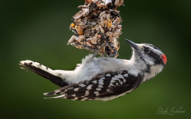 Downy-Woodpecker-(Dryobates-pubescens)