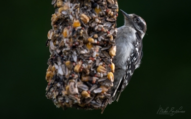 Downy-Woodpecker-(Dryobates-pubescens)