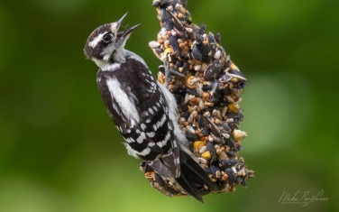 Downy-Woodpecker-(Dryobates-pubescens)