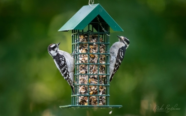 Downy-Woodpeckers-(Dryobates-pubescens)