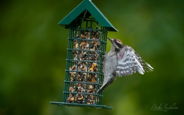 Downy-Woodpecker-(Dryobates-pubescens)