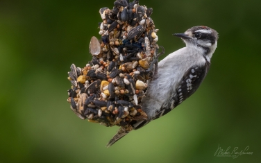 Downy-Woodpecker-(Dryobates-pubescens)
