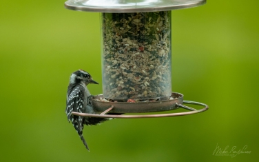 Downy-Woodpecker-(Dryobates-pubescens)