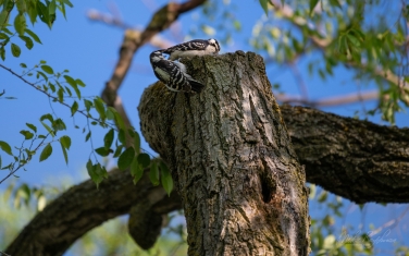 Downy-Woodpeckers-(Dryobates-pubescens)