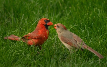 Northern-Cardinals/Red-Robins--(Cardinalis-cardinalis)