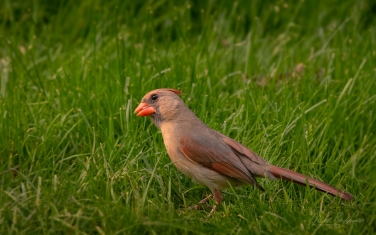Northern-Cardinal/Red-Robin--(Cardinalis-cardinalis)-Female