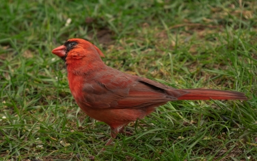 Northern-Cardinal/Red-Robin--(Cardinalis-cardinalis)