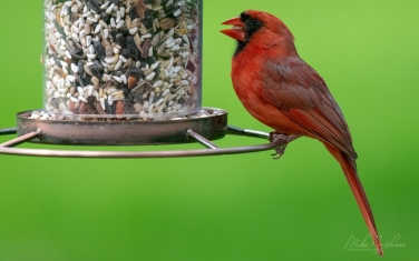 Northern-Cardinal/Red-Robin--(Cardinalis-cardinalis)
