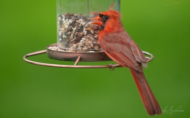 Northern-Cardinal/Red-Robin--(Cardinalis-cardinalis)