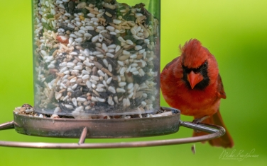 Northern-Cardinal/Red-Robin--(Cardinalis-cardinalis)