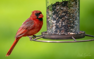 Northern-Cardinal/Red-Robin--(Cardinalis-cardinalis)