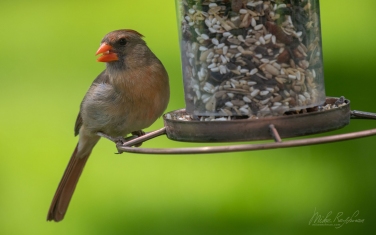 Northern-Cardinal/Red-Robin--(Cardinalis-cardinalis)-Female