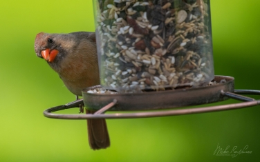 Northern-Cardinal/Red-Robin--(Cardinalis-cardinalis)-Female