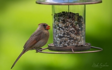 Northern-Cardinal/Red-Robin--(Cardinalis-cardinalis)-Female