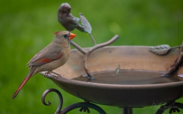 Northern-Cardinal/Red-Robin--(Cardinalis-cardinalis)-Female