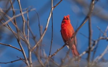 Northern-Cardinal/Red-Robin--(Cardinalis-cardinalis)