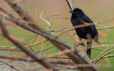Red-Winged-Blackbird-(Agelaius-phoeniceus)-Male
