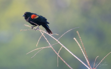 Red-Winged-Blackbird-(Agelaius-phoeniceus)-Male