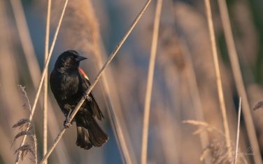 Red-Winged-Blackbird-(Agelaius-phoeniceus)-Male