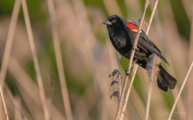 Red-Winged-Blackbird-(Agelaius-phoeniceus)-Male