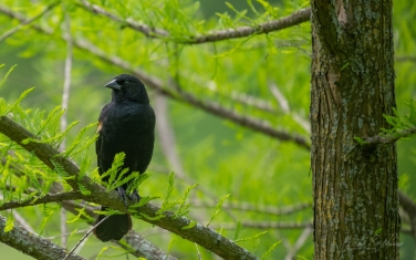 Red-Winged-Blackbird-(Agelaius-phoeniceus)-Male