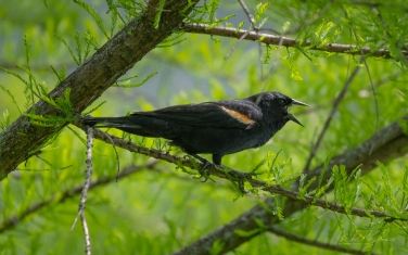Red-Winged-Blackbird-(Agelaius-phoeniceus)-Male