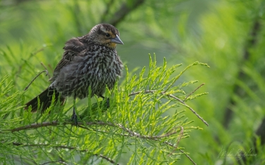 Red-Winged-Blackbird-(Agelaius-phoeniceus)-female