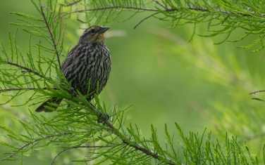 Red-Winged-Blackbird-(Agelaius-phoeniceus)-female