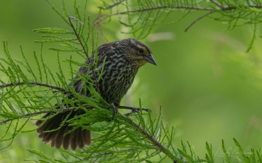 Red-Winged-Blackbird-(Agelaius-phoeniceus)-female