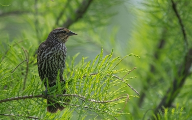 Red-Winged-Blackbird-(Agelaius-phoeniceus)-female