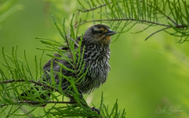 Red-Winged-Blackbird-(Agelaius-phoeniceus)-female