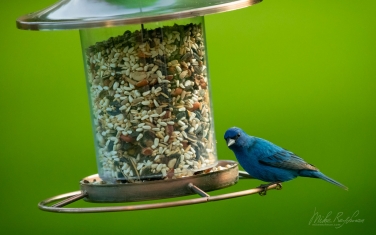Indigo-Bunting-(Passerina-Cyanea)