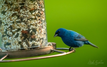 Indigo-Bunting-(Passerina-Cyanea)