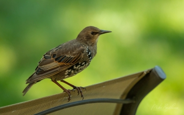 European-Starling-(Sturnus-vulgaris)